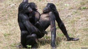 Bonobo memperlihatkan perilaku homoseksual, terutama di kalangan bonobo betina.
