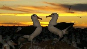 Banyak ditemukan pasangan betina albatros membesarkan anak di Pulau Oahu, di Hawaii.