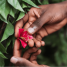 Bahan Baru Berbasis Tumbuhan Dapat Meningkatkan Pengobatan HIV